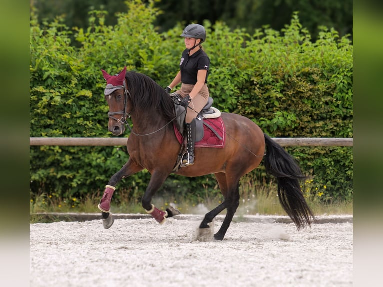 PRE Mix Stute 6 Jahre 153 cm Dunkelbrauner in Neustadt (Wied)
