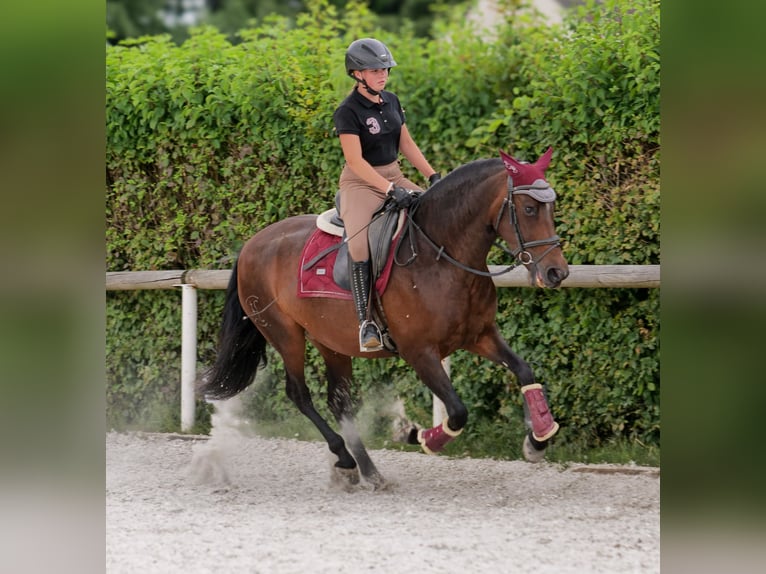 PRE Mix Stute 6 Jahre 153 cm Dunkelbrauner in Neustadt (Wied)