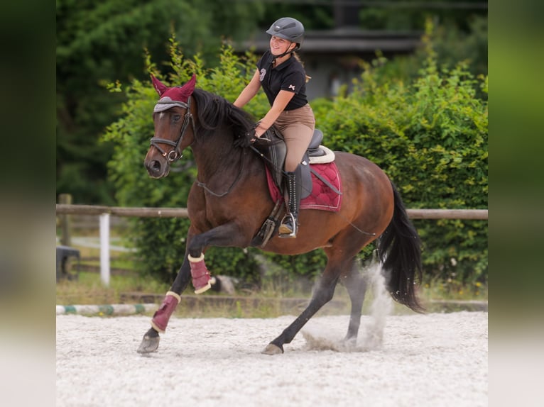 PRE Mix Stute 6 Jahre 153 cm Dunkelbrauner in Neustadt (Wied)