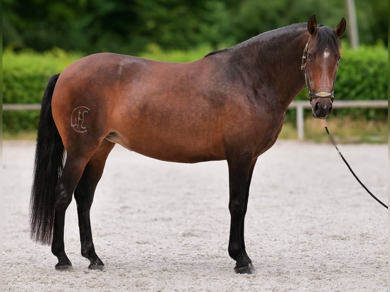 PRE Mix Stute 6 Jahre 153 cm Dunkelbrauner in Neustadt (Wied)