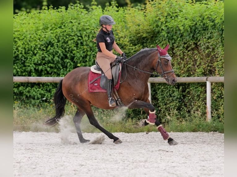 PRE Mix Stute 6 Jahre 153 cm Dunkelbrauner in Neustadt (Wied)