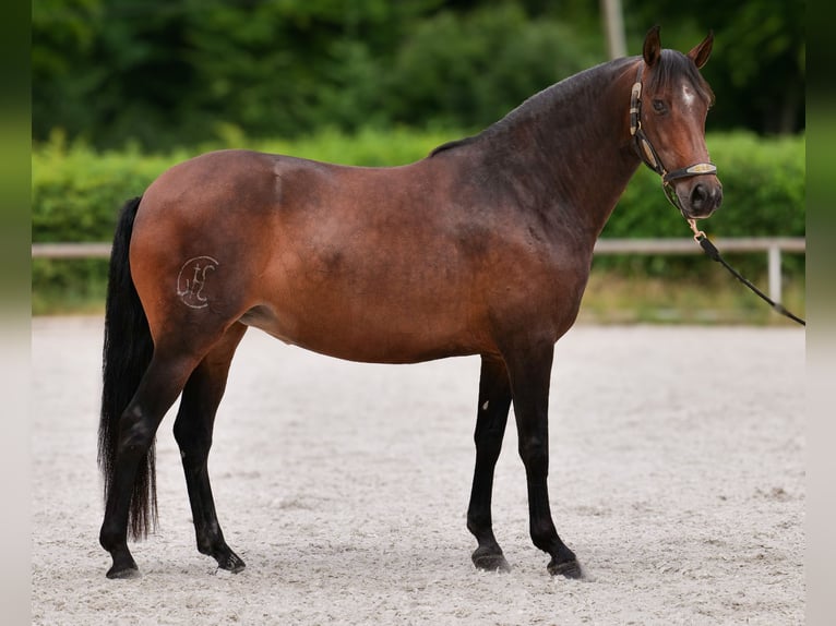 PRE Mix Stute 6 Jahre 153 cm Dunkelbrauner in Neustadt (Wied)