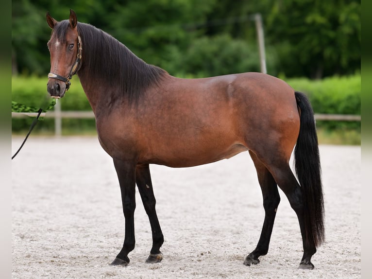 PRE Mix Stute 6 Jahre 153 cm Dunkelbrauner in Neustadt (Wied)