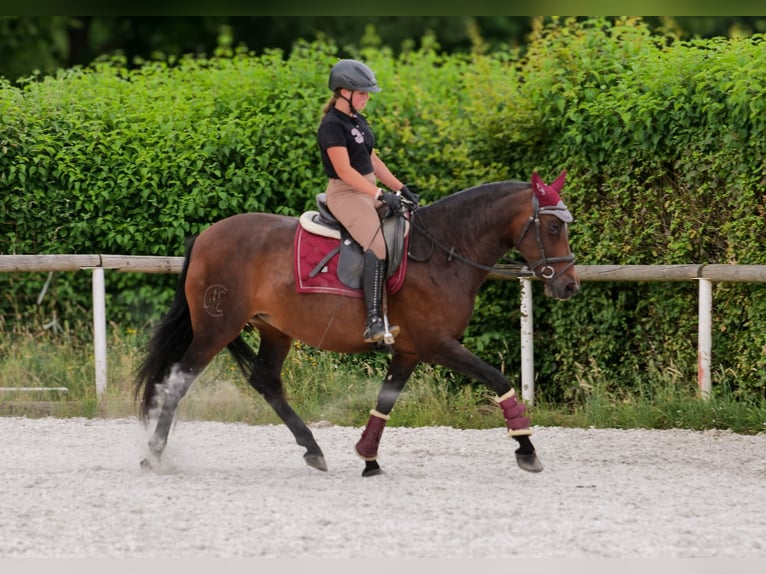 PRE Mix Stute 6 Jahre 153 cm Dunkelbrauner in Neustadt (Wied)