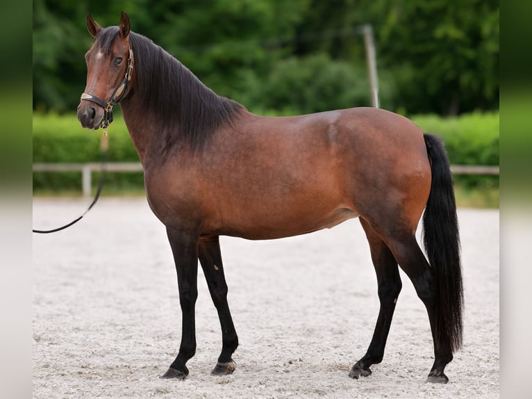 PRE Mix Stute 6 Jahre 153 cm Dunkelbrauner in Neustadt (Wied)