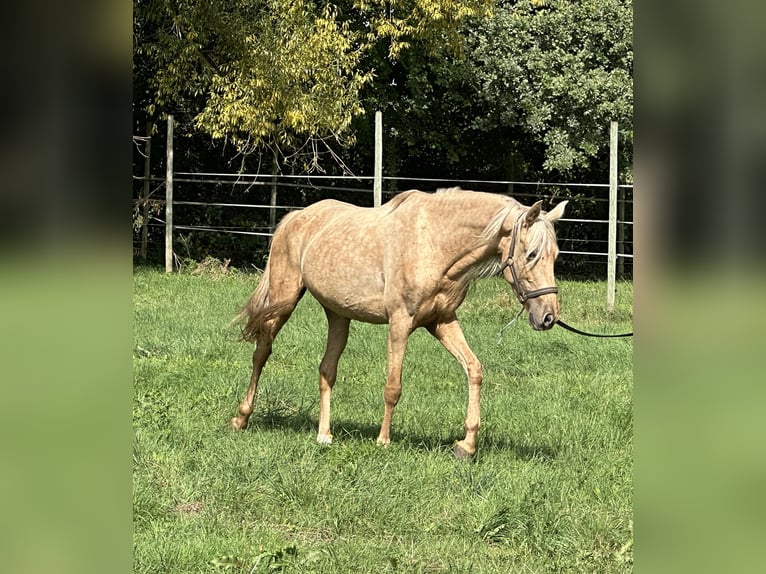PRE Mix Stute 6 Jahre 154 cm Palomino in Freimersheim