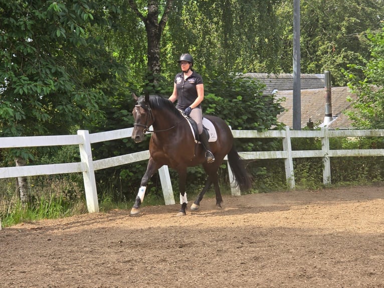 PRE Mix Stute 6 Jahre 155 cm Rappe in Derenbach