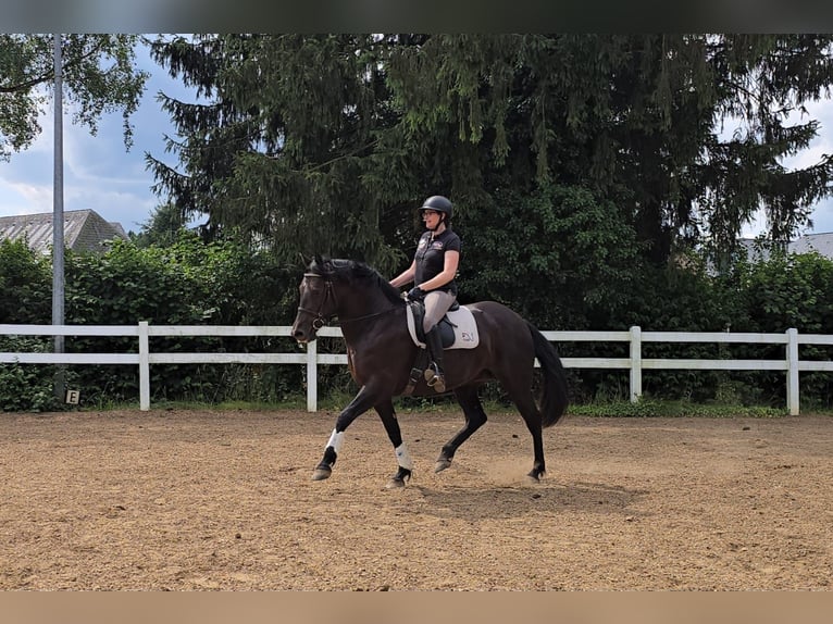 PRE Mix Stute 6 Jahre 155 cm Rappe in Derenbach