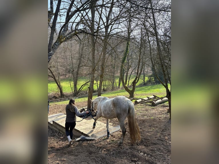 PRE Stute 6 Jahre 155 cm Schimmel in Fischbachtal