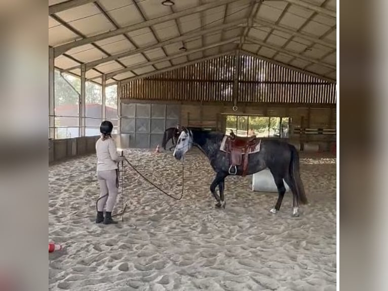 PRE Mix Stute 6 Jahre 155 cm Schimmel in Landegem PRE Mix Stute 6 Jahre 155 cm Schimmel in Landegem