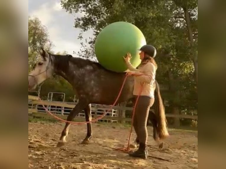 PRE Mix Stute 6 Jahre 155 cm Schimmel in Landegem PRE Mix Stute 6 Jahre 155 cm Schimmel in Landegem
