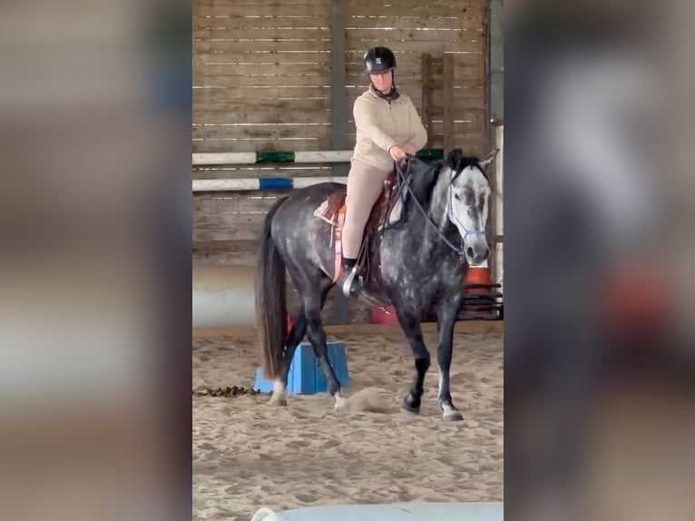 PRE Mix Stute 6 Jahre 155 cm Schimmel in Landegem PRE Mix Stute 6 Jahre 155 cm Schimmel in Landegem