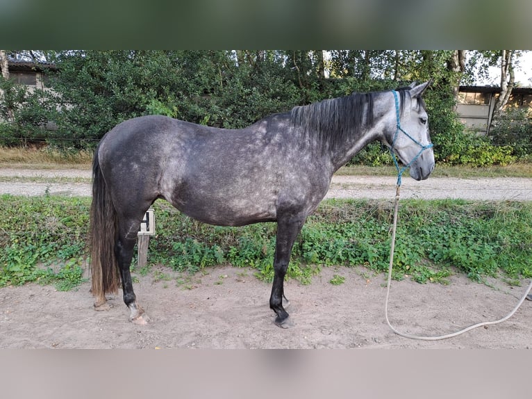 PRE Mix Stute 6 Jahre 155 cm Schimmel in Landegem PRE Mix Stute 6 Jahre 155 cm Schimmel in Landegem