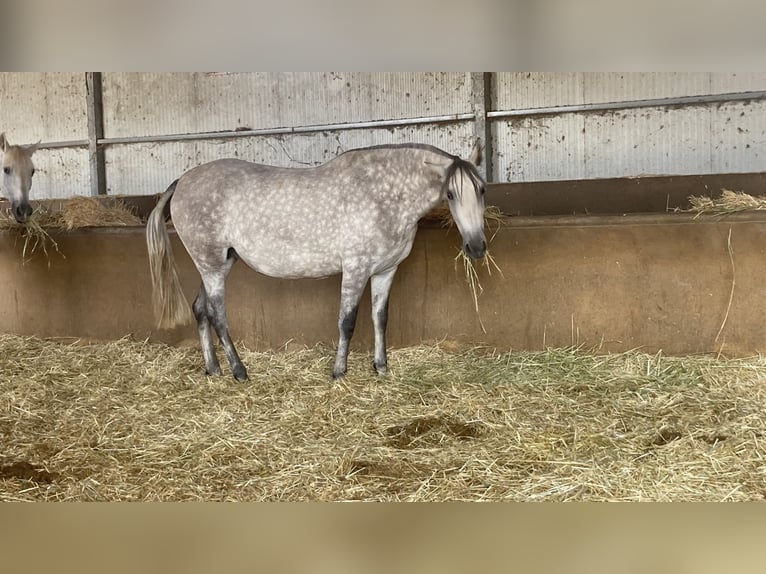 PRE Stute 6 Jahre 156 cm Schimmel in Sorbas