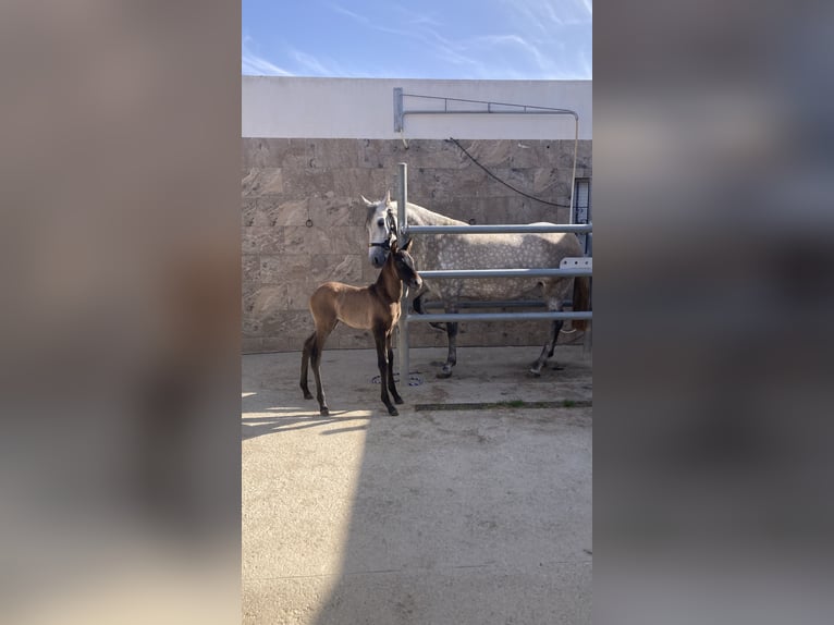 PRE Stute 6 Jahre 156 cm Schimmel in Sorbas