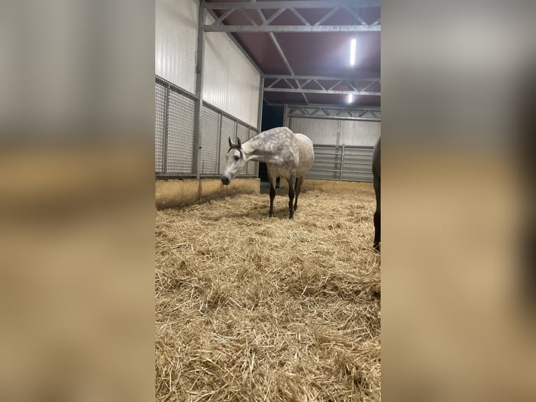 PRE Stute 6 Jahre 156 cm Schimmel in Sorbas