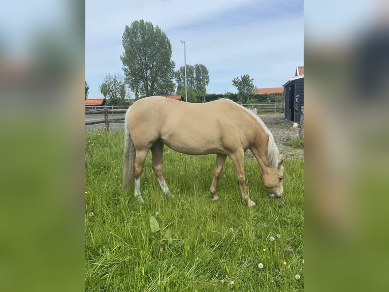 PRE Stute 6 Jahre 158 cm Palomino in Heinkenszand
