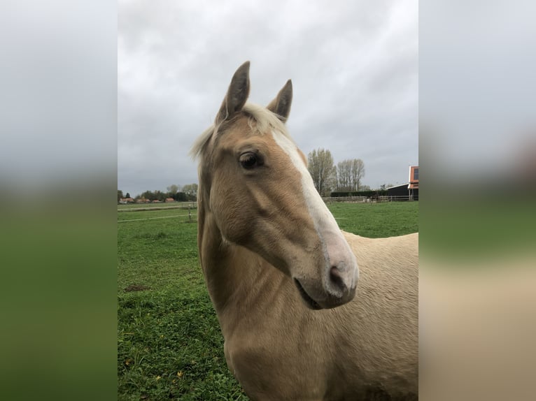 PRE Stute 6 Jahre 158 cm Palomino in Heinkenszand