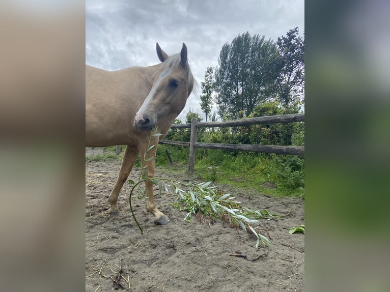 PRE Stute 6 Jahre 158 cm Palomino in Heinkenszand