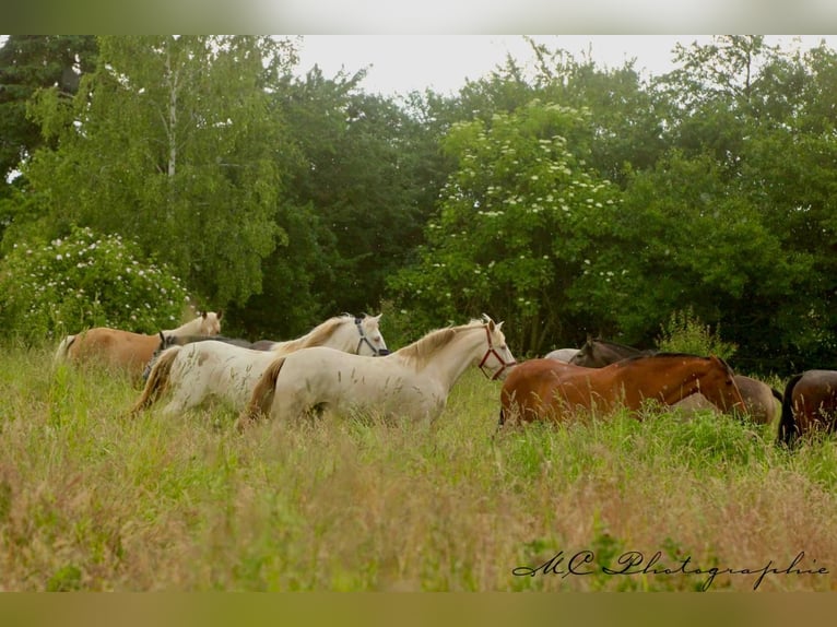 PRE Stute 6 Jahre 158 cm Pearl in Polenz