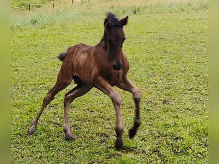 PRE Stute 6 Jahre 158 cm Rappe in Gillenfeld