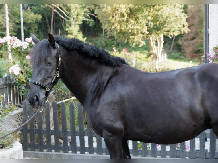 PRE Mix Stute 6 Jahre 158 cm Rappe in Winkel