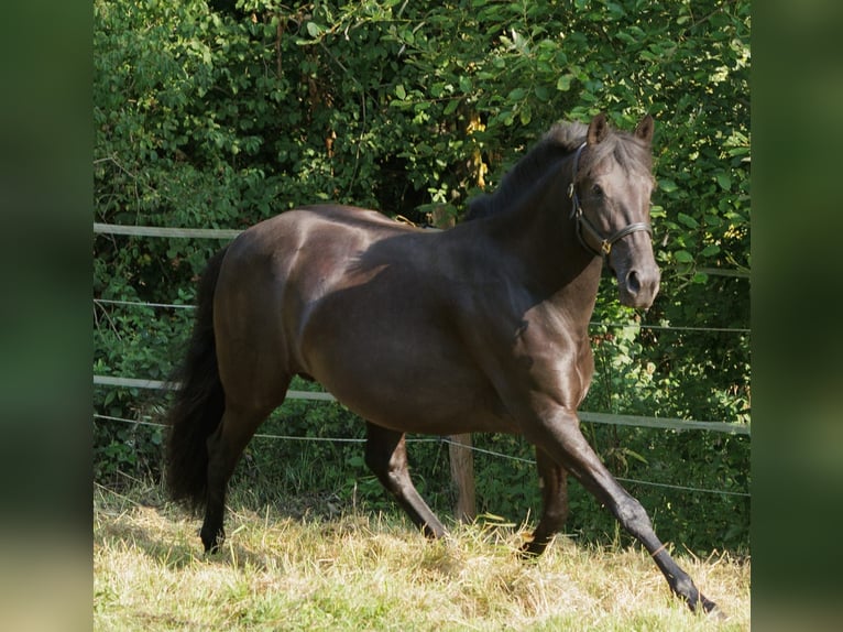 PRE Mix Stute 6 Jahre 158 cm Rappe in Winkel