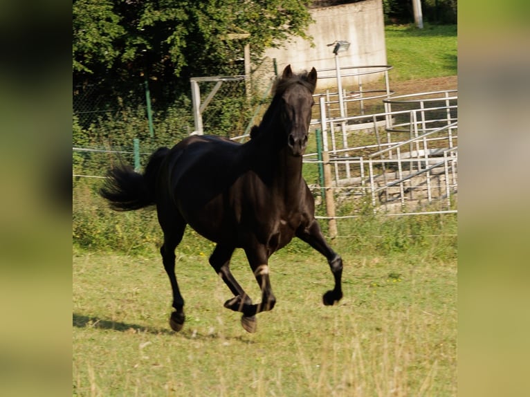 PRE Mix Stute 6 Jahre 158 cm Rappe in Winkel