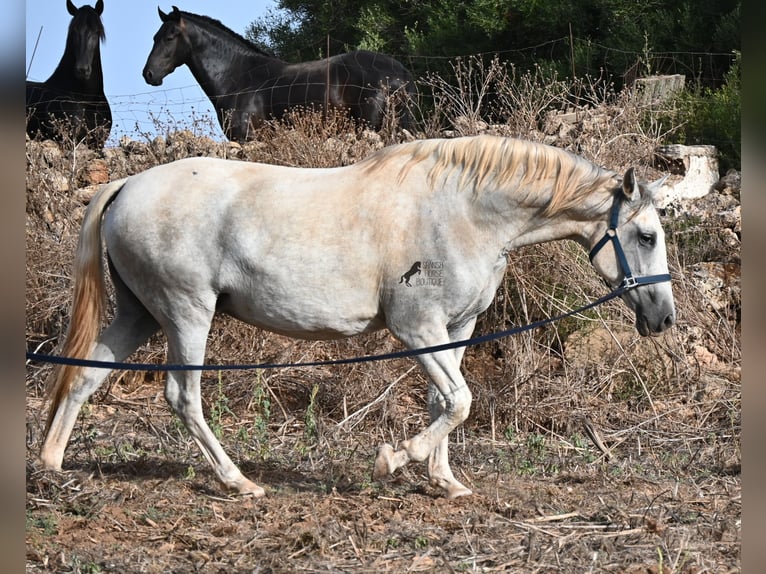 PRE Mix Stute 6 Jahre 158 cm Schimmel in Menorca