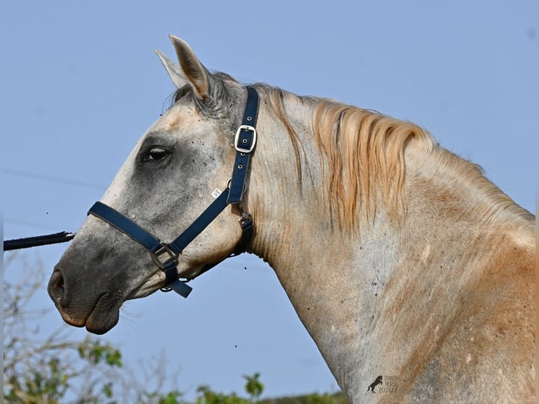 PRE Mix Stute 6 Jahre 158 cm Schimmel in Menorca