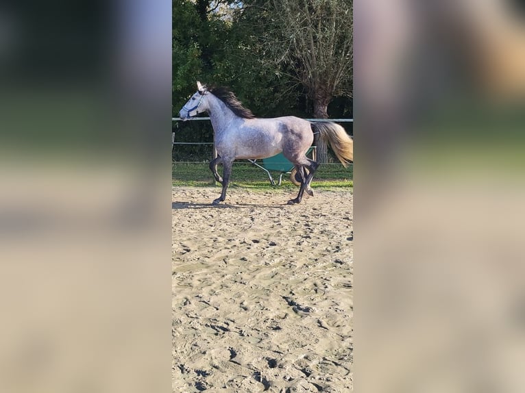 PRE Mix Stute 6 Jahre 160 cm Apfelschimmel in Bonn