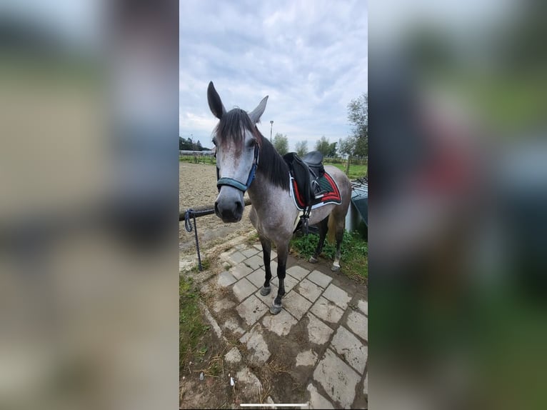 PRE Mix Stute 6 Jahre 160 cm Apfelschimmel in Bonn