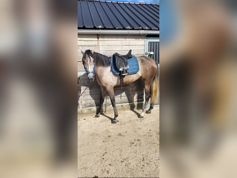 PRE Mix Stute 6 Jahre 160 cm Apfelschimmel in Bonn