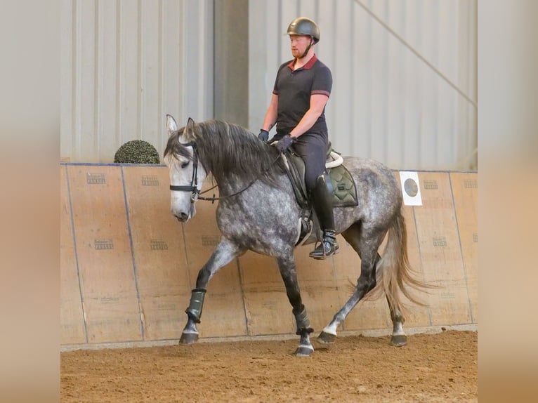 PRE Stute 6 Jahre 160 cm Blauschimmel in Neustadt (Wied)