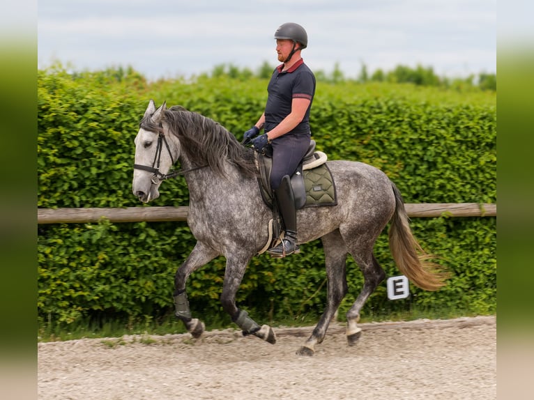 PRE Stute 6 Jahre 160 cm Blauschimmel in Neustadt (Wied)