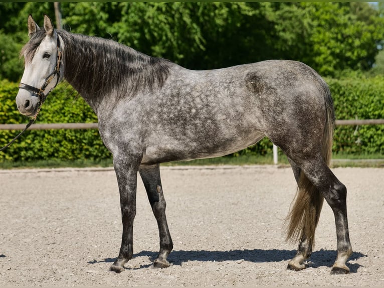 PRE Stute 6 Jahre 160 cm Blauschimmel in Neustadt (Wied)