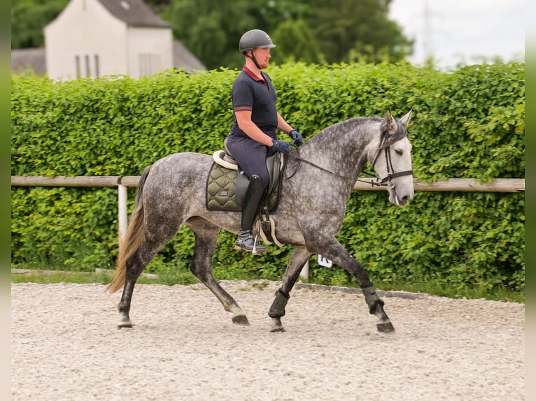 PRE Stute 6 Jahre 160 cm Blauschimmel in Neustadt (Wied)