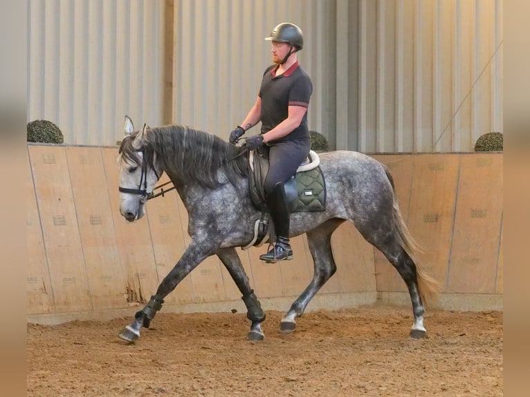 PRE Stute 6 Jahre 160 cm Blauschimmel in Neustadt (Wied)