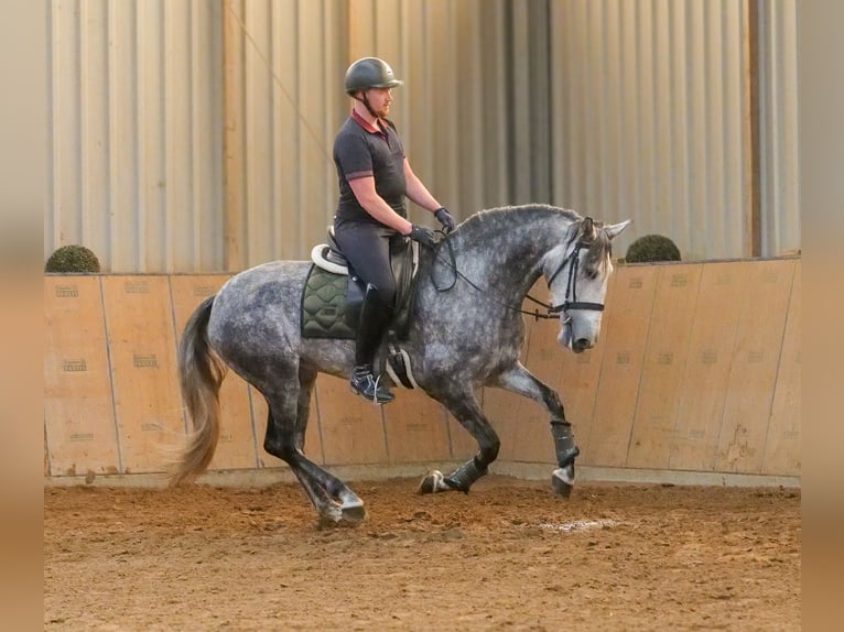 PRE Stute 6 Jahre 160 cm Blauschimmel in Neustadt (Wied)