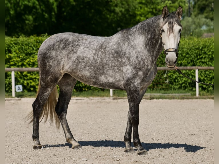 PRE Stute 6 Jahre 160 cm Blauschimmel in Neustadt (Wied)