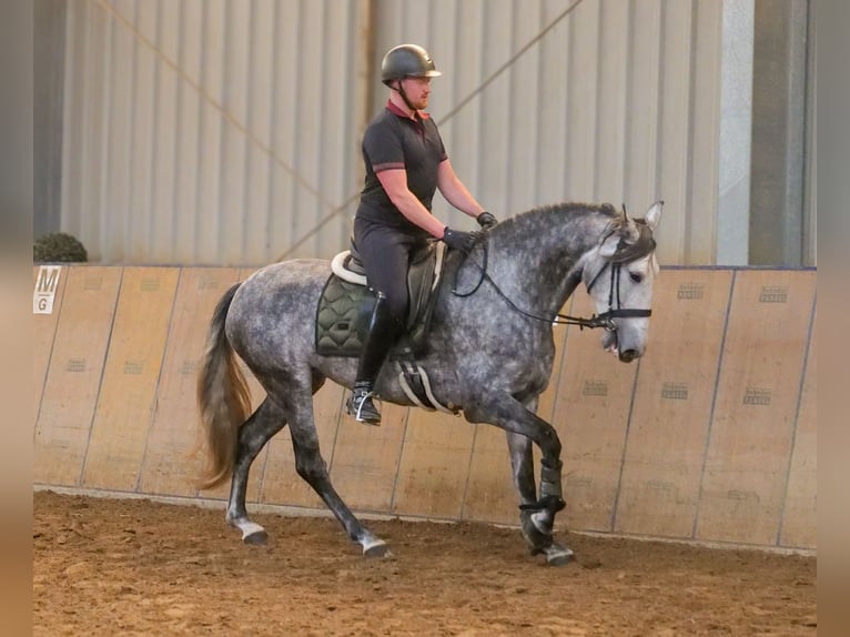 PRE Stute 6 Jahre 160 cm Blauschimmel in Neustadt (Wied)