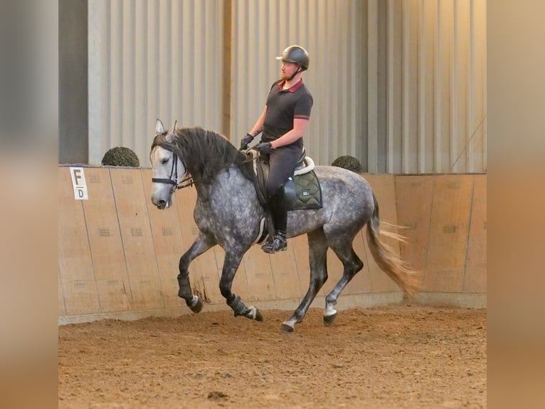 PRE Stute 6 Jahre 160 cm Blauschimmel in Neustadt (Wied)