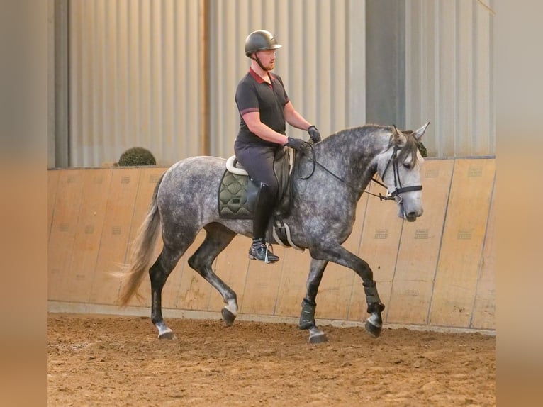 PRE Stute 6 Jahre 160 cm Blauschimmel in Neustadt (Wied)