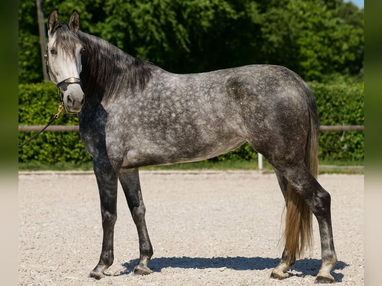 PRE Stute 6 Jahre 160 cm Blauschimmel in Neustadt (Wied)