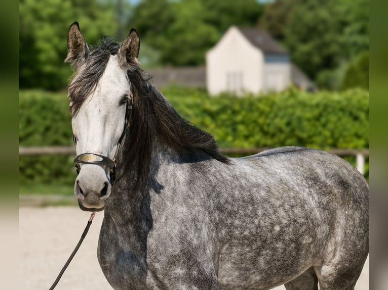 PRE Stute 6 Jahre 160 cm Blauschimmel in Neustadt (Wied)