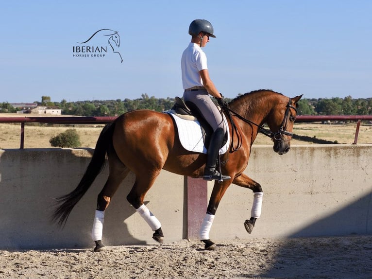 PRE Mix Stute 6 Jahre 160 cm Brauner in Navas Del Madroño