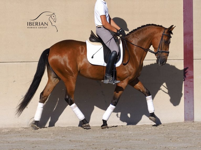 PRE Mix Stute 6 Jahre 160 cm Brauner in Navas Del Madroño