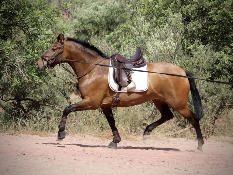 PRE Stute 6 Jahre 160 cm Brauner in Valencia