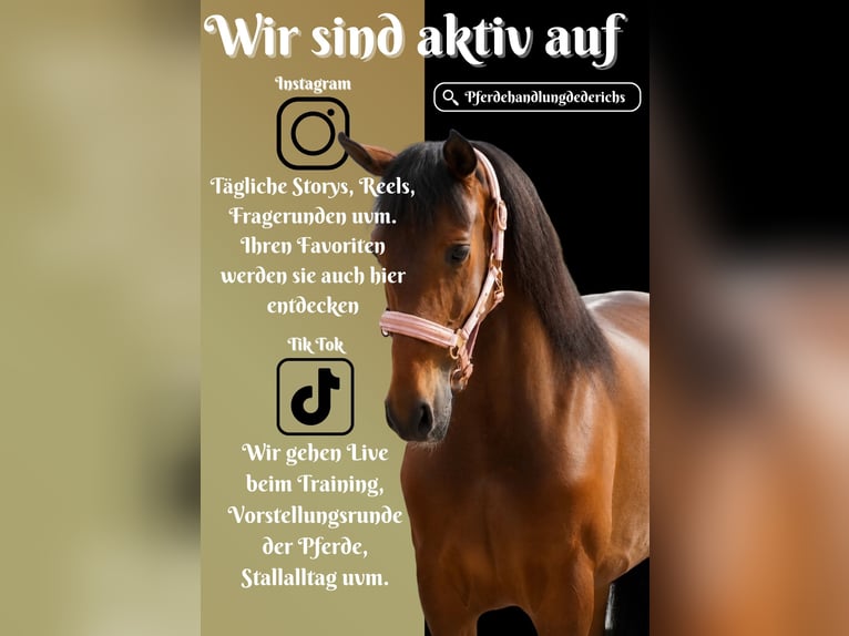 PRE Mix Stute 6 Jahre 160 cm Brauner in Nettersheim