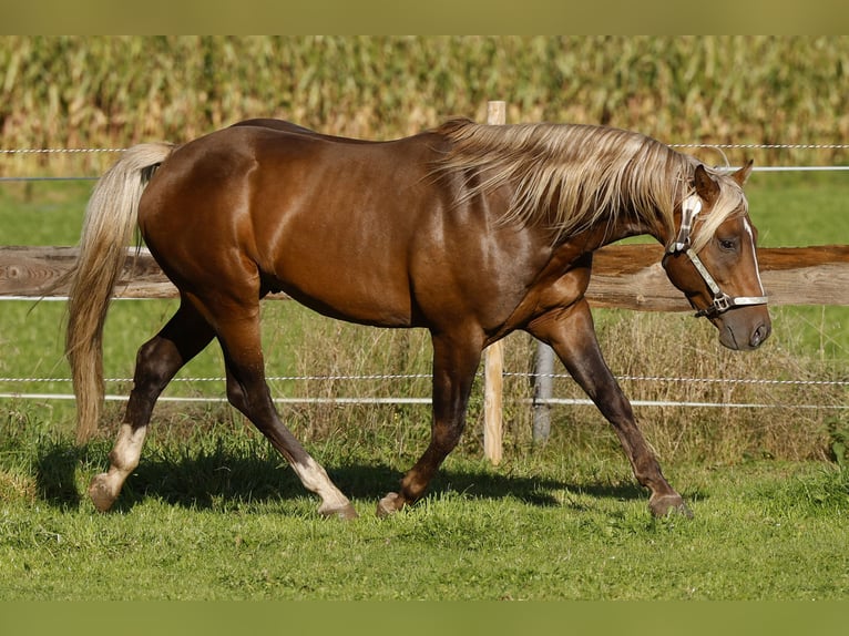 PRE Mix Stute 6 Jahre 160 cm Falbe in R&#xF6;dinghausen